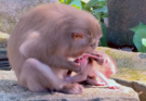 Newborn baby monkey beside an adult monkey in a natural setting.
