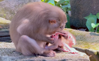 Newborn baby monkey beside an adult monkey in a natural setting.