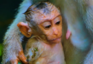 Young Monkey LEO Is Seen Staying Close During the Weaning Stage