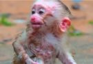 Young Monkey Is Seen Being Held by the Head During a Mother–Infant Interaction