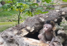 Baby Monkey Is Seen Vocalizing During a Quiet Wildlife Observation