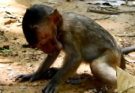 Young Monkey Is Seen With a Lotus Pod Around Its Mouth During Feeding