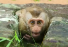 A Close Look at Baby Monkey Bruno in the Sovana Monkey Group