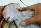 Young Monkey Seen Resting on the Forest Floor During Wildlife Observation